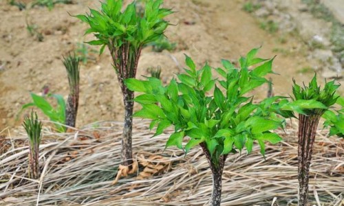 油菜花的营养价值及功效与作用禁忌-油菜花的营养价值及功效网油菜花的营养价值及功效与作用知识网站,分享油菜花的价值和用途大全