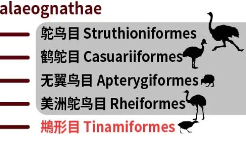 油菜花的营养价值及功效网油菜花的营养价值及功效与作用知识网站,分享油菜花的价值和用途大全